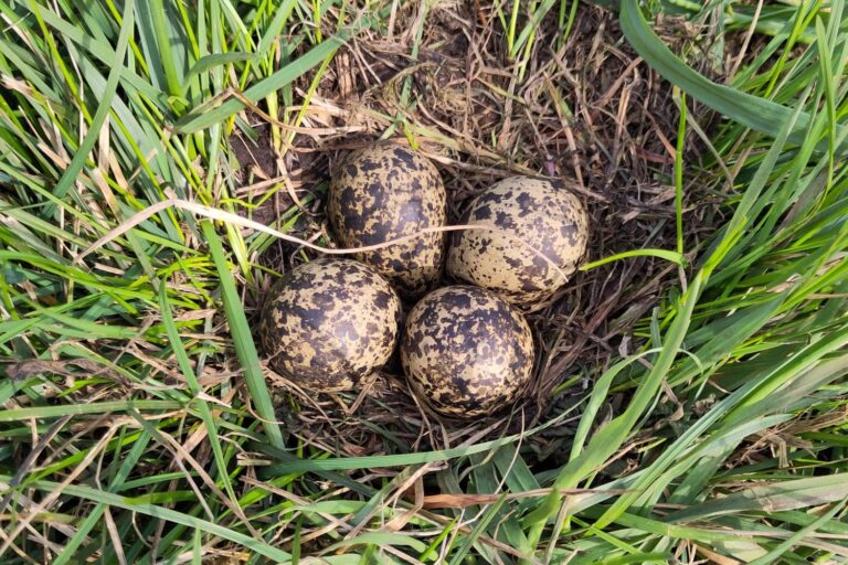 1. Gelege MN 26.3.24