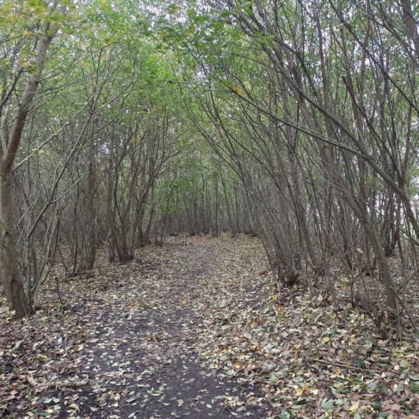 1000050453 1000050453