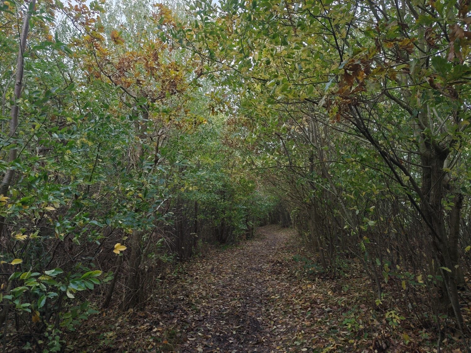 Der Wanderweg am Hopener Klev führt vom Bismarckstein zum Spiekerberg und verläuft durch einen heimischen Eichen-Laubwald – ein Lebensraum von europäischer Bedeutung im Eigentum des Kreises Dithmarschen. Doch auf einem rund 150 Meter langen Abschnitt im westlichen Anflugbereich des Flugplatzes Hopen hat sich die Späte Traubenkirsche, ein invasives Gehölz aus Nordamerika, stark ausgebreitet. In enger Abstimmung zwischen der Unteren Forstbehörde, den Naturschutzbehörden, dem Dithmarscher Luftsportverein e. V., dem Eigentümer sowie dem Bündnis Naturschutz wurden nun Maßnahmen zur Sicherung und Wiederherstellung der ursprünglichen Lebensräume beschlossen. Während der etwa zweiwöchigen Holzeinschlagarbeiten muss der Wanderweg aus Sicherheitsgründen gesperrt werden. An den Zugängen werden entsprechende Hinweise wie Sackgassen-Schilder angebracht.
Wir bitten alle Besucherinnen und Besucher um Verständnis – die Maßnahmen dienen dem langfristigen Schutz und der Aufwertung dieses besonderen Naturraums.