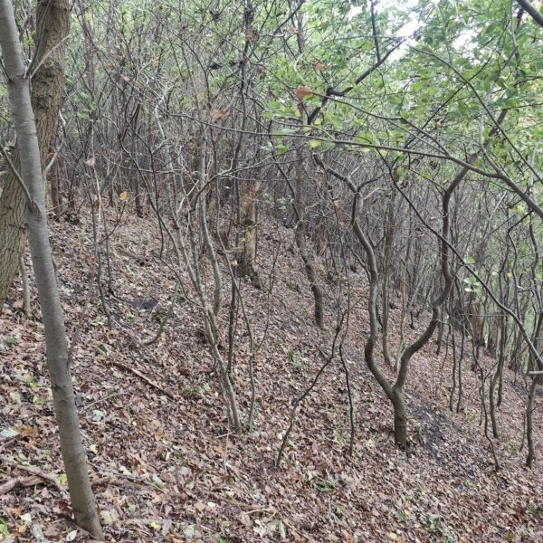 1000050467 1000050467