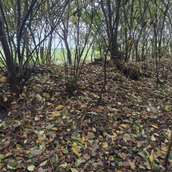 1000050472 1000050472