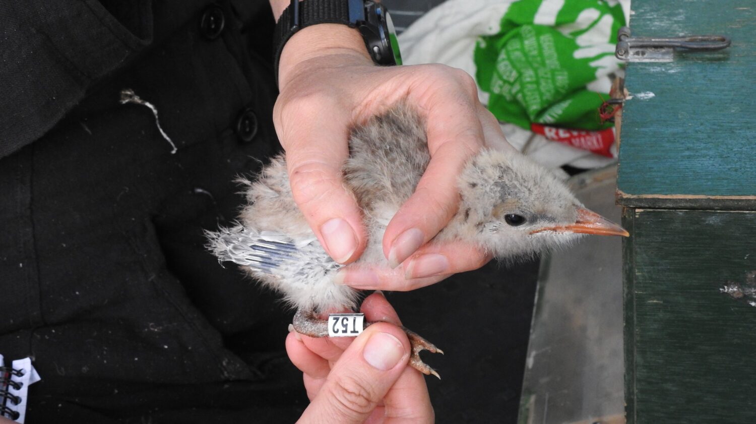 Auf Grund des frühen Brutbeginns in diesem Jahr konnte bereits eine erste Kontrolle des Bruterfolges durchgeführt und die meisten Lachseeschwalbenküken beringt werden. Insgesamt 29 Metall- und codierte Farbringe wurden vergeben.