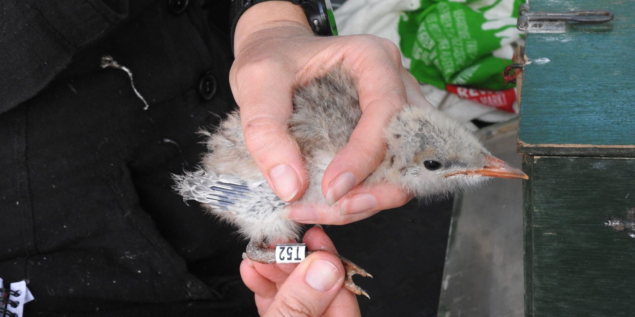 14 Tage Altes Küken