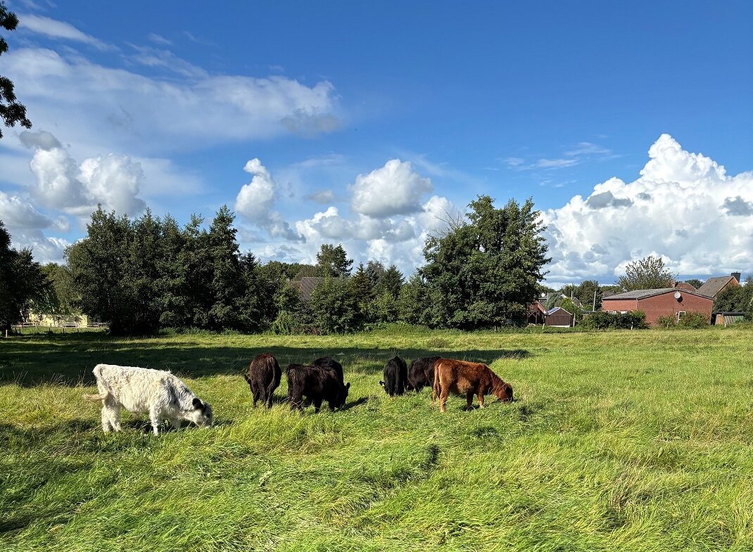 Wie kann Landwirtschaft für ihre Leistungen für Biodiversität, Klima, Boden und Wasser gezielter honoriert werden? Dieser Frage geht das Projekt smartGAPP nach.
Im Mittelpunkt steht die Gemeinwohlprämie 3D: Die GWP 3D bietet 34 verschiedene Maßnahmen in den Bereichen Ackerland, Grünland, Dauerkulturen und Betriebsbilanzen.