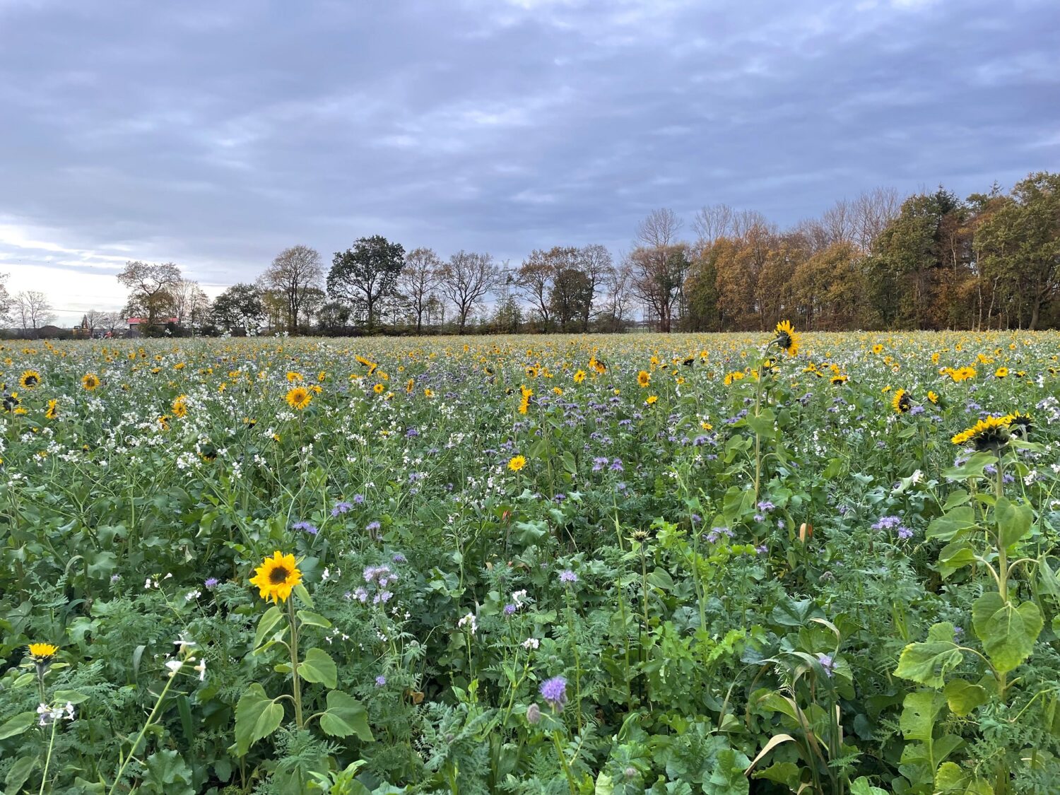 Eine extensive Ackernutzung leistet einen wichtigen Beitrag zur Artenvielfalt in unserer Kulturlandschaft. Für Flächenbewirtschafter stehen verschiedene freiwillige Förderprogramme zur Verfügung, die bei Einhaltung bestimmter Bewirtschaftungsauflagen mit attraktiven Entschädigungszahlungen von bis zu 1.010 € honoriert werden.
