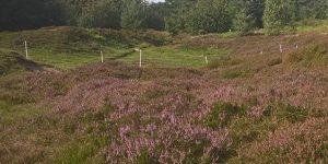 Heide News