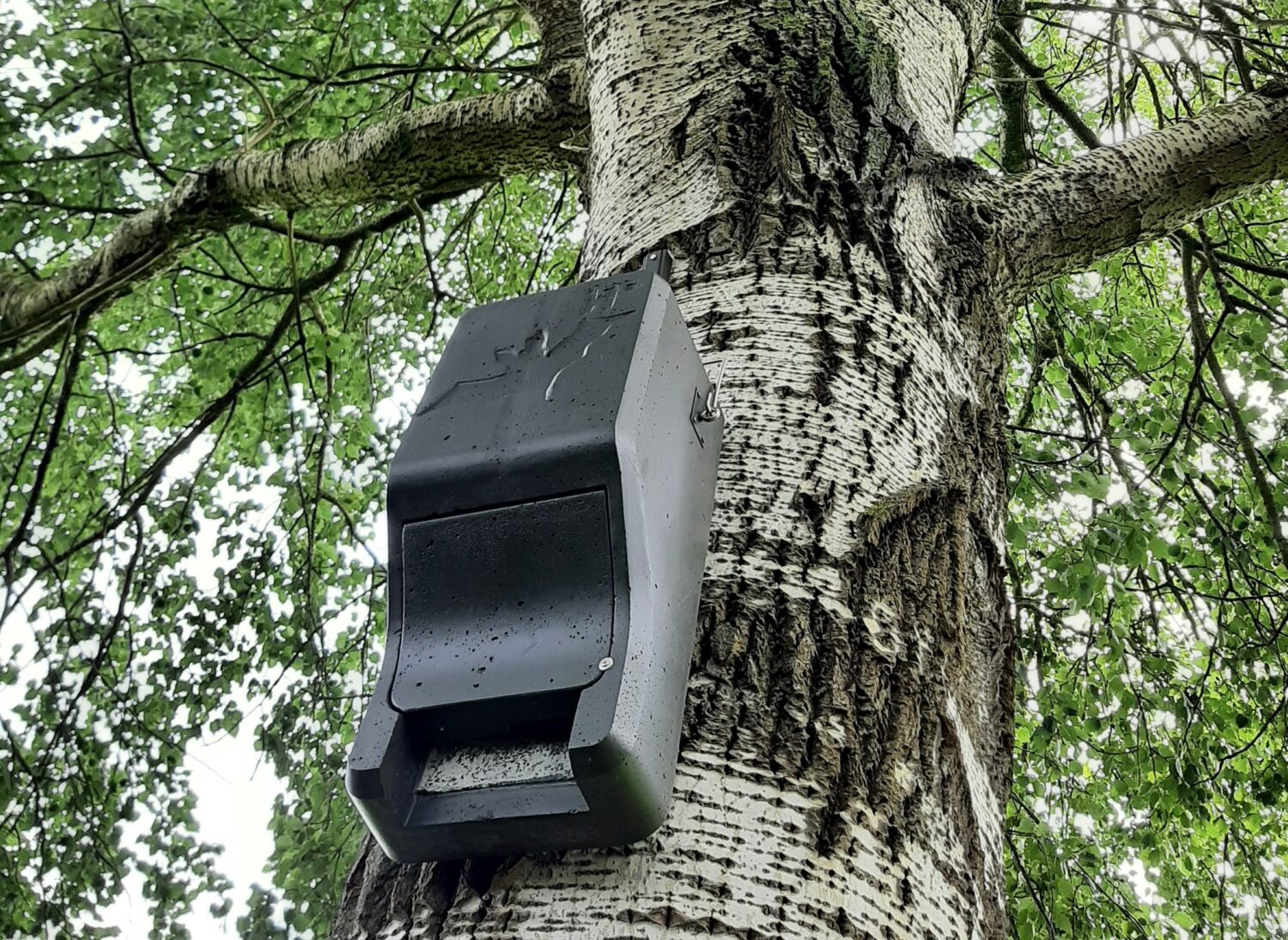Fledermäuse gehören zu den faszinierendsten Tieren unserer heimischen Natur. Wenn es dunkel wird, werden sie aktiv und gehen auf die Jagd nach Insekten. Damit übernehmen sie eine wichtige Funktion in unseren Ökosystemen.