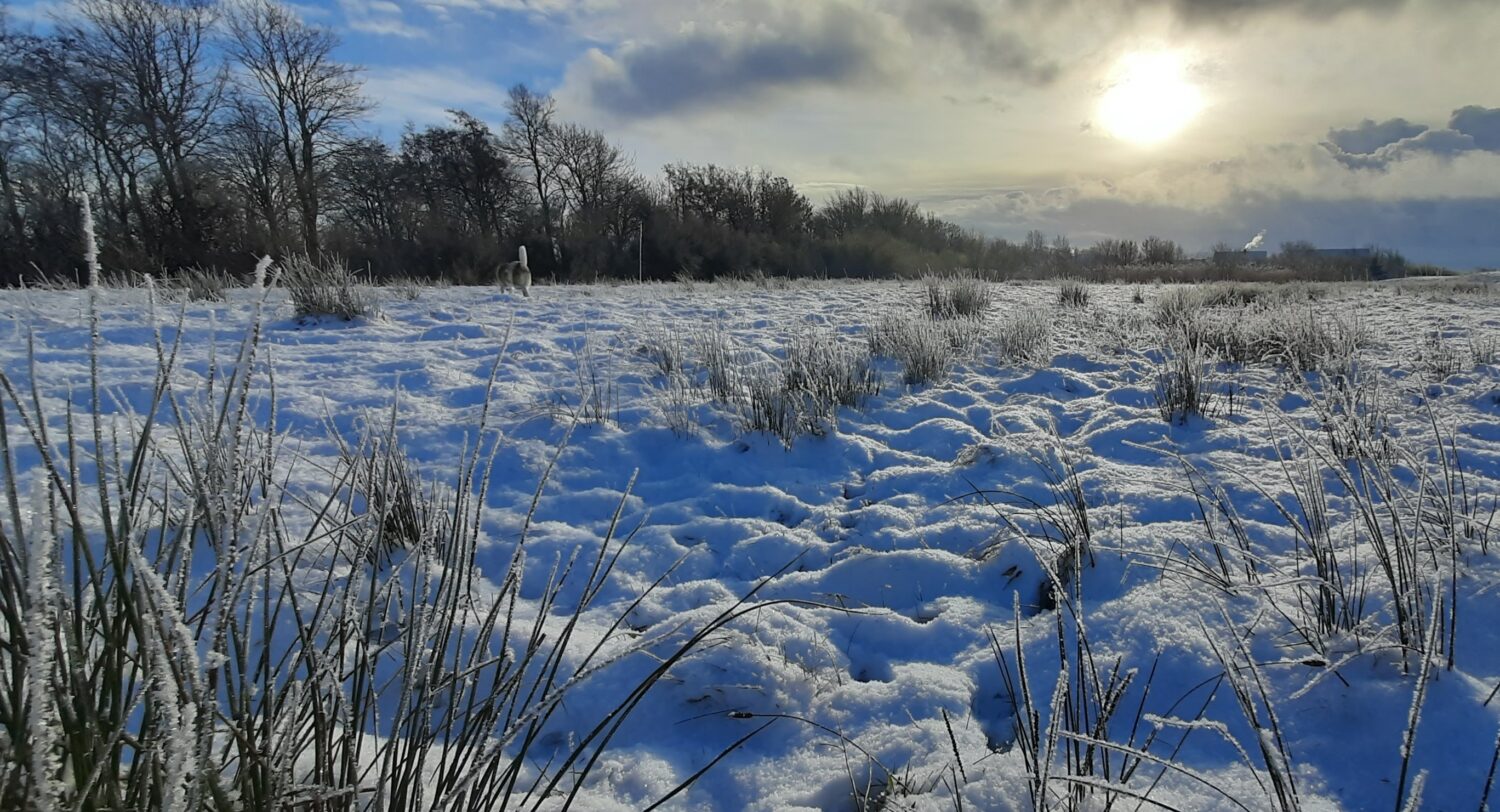 Wir wünschen Euch ein gesundes, erfolgreiches und zuversichtliches neues Jahr 2026.
Auch im kommenden Jahr möchten wir uns gemeinsam mit Euch für den Erhalt und die Pflege unserer vielfältigen Kulturlandschaften in Dithmarschen einsetzen – für Natur, Artenvielfalt und lebenswerte Räume.