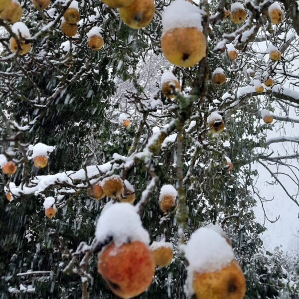 20260106 154544 20260106 154544