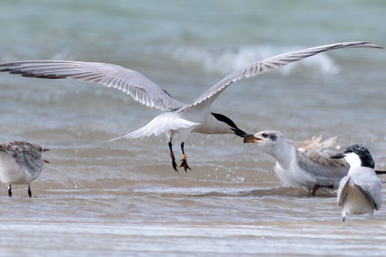 230712d50168263 Enhanced NR E1 4bd2ae38ac