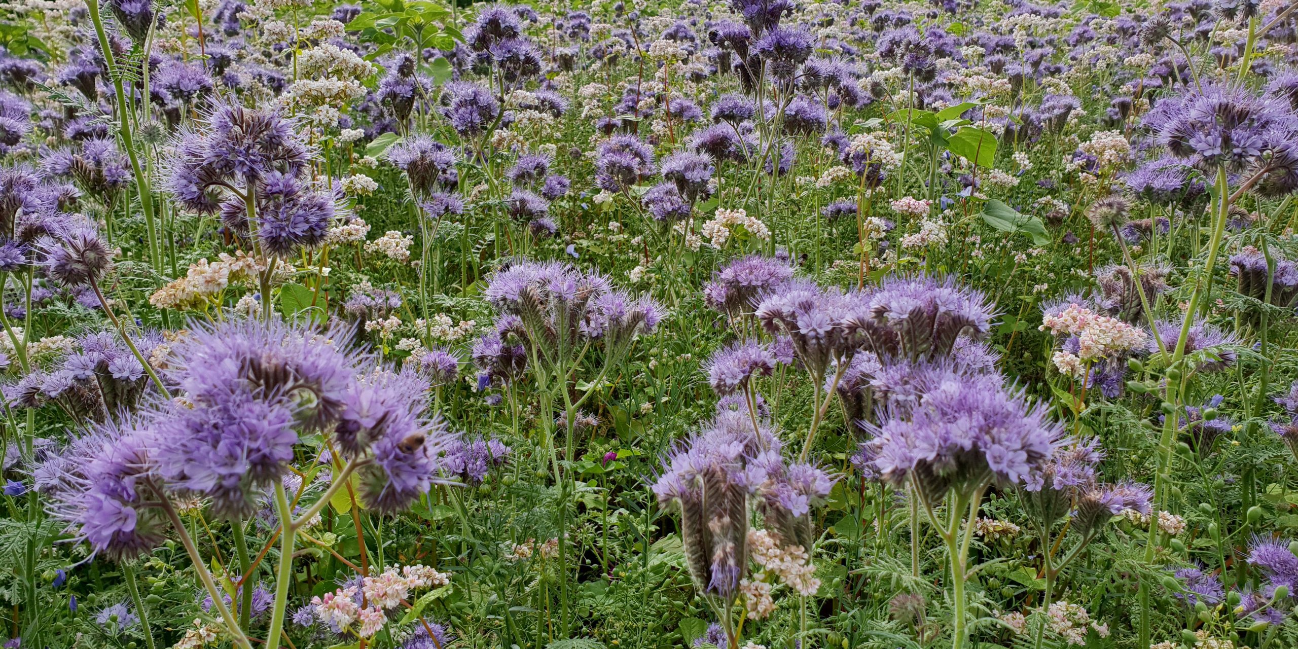 4 2 Ackerlebensraum Kuden