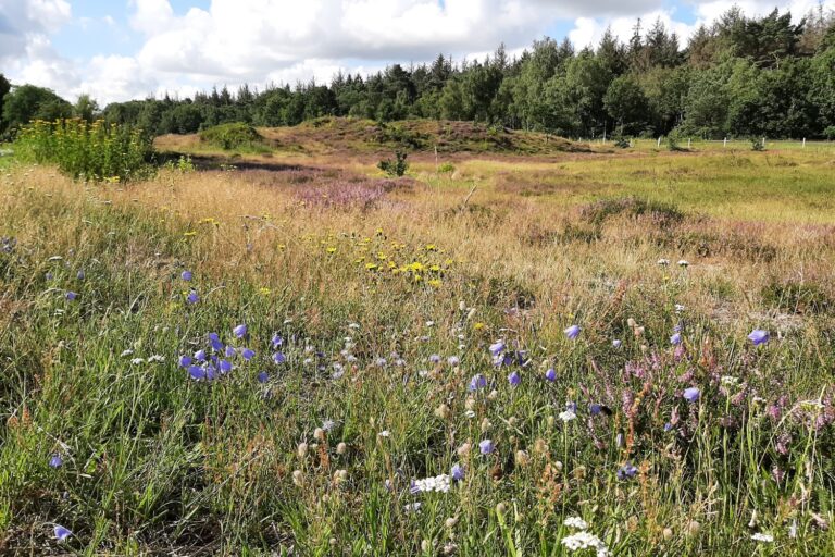 4 3 Jägersburger Heide