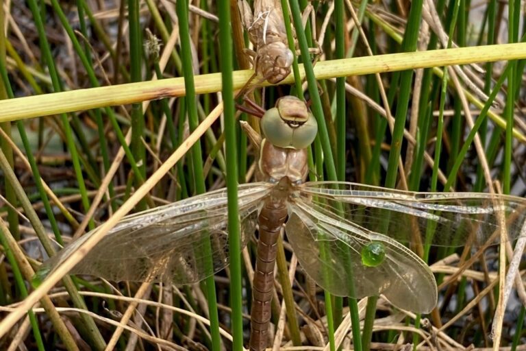 Braune Mosaikjungfer WN 27.6.23 3