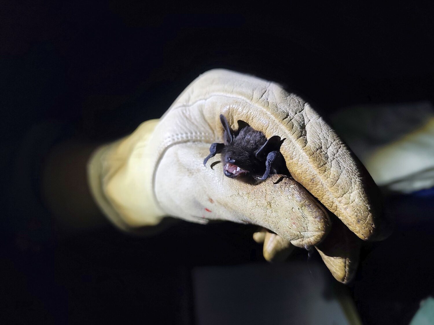 Nach längerer Zeit mit unbeständiger Witterung konnte gestern Nacht mit der Suche nach Vorkommen der landesweit stark gefährdeten Großen Bartfledermaus (Myotis brandtii) in Dithmarschen begonnen werden.