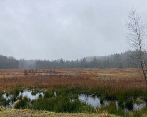 Budschimoor Obere Treenelandschaft 23.1.25