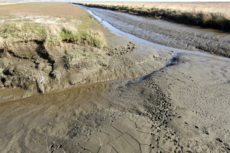 DSCN5618 (2) 1k M Risch