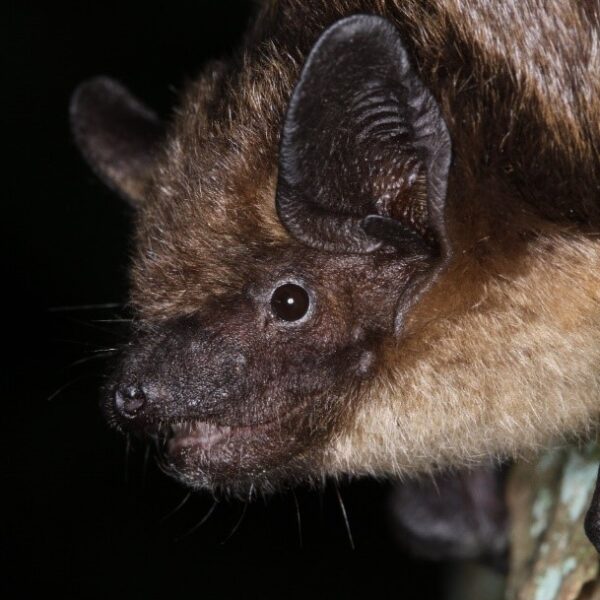 Foto Breitflügelfledermaus Foto Breitflügelfledermaus