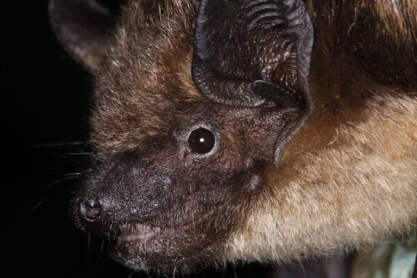 Foto Breitflügelfledermaus