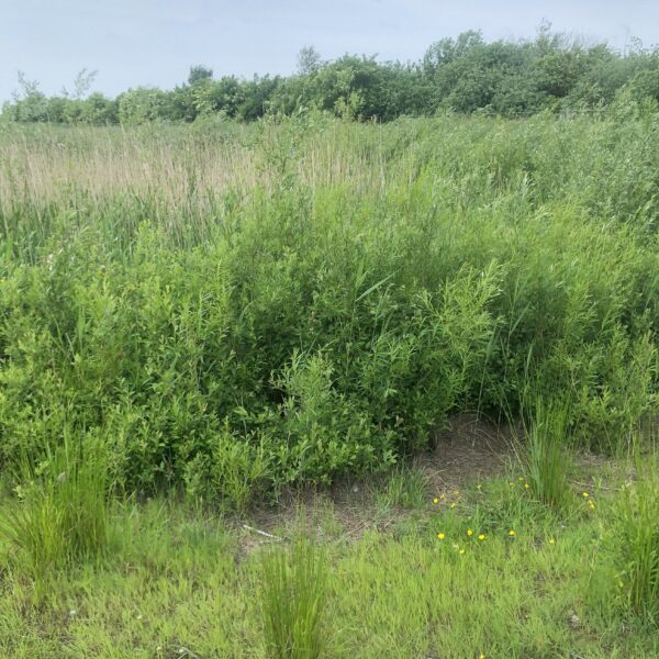 Gewässer Verlandet Blick West