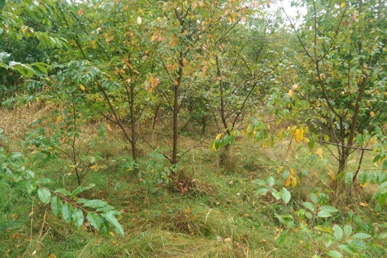 Heide Gemeindefläche 1