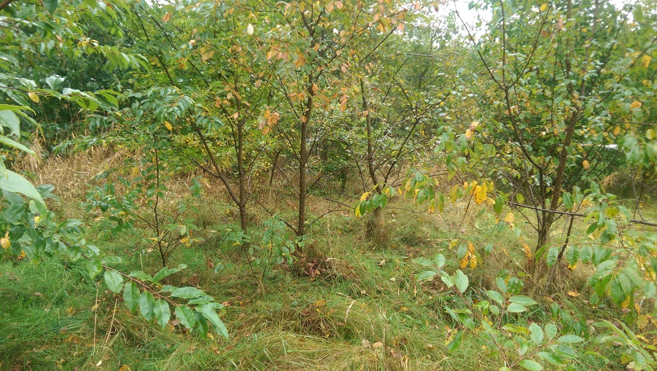 Die in Nordamerika beheimatete spätblühende Traubenkirsche (Prunus serotina) ist aufgrund ihres enorm hohen Reproduktions- und Ausbreitungspotenzials sehr invasiv. Sie wurde in Dithmarschen in früheren Jahren unter anderem zur Waldbrandvorbeugung, als Windschutz sowie zur Verbesserung der Bodenfruchtbarkeit oder als Vogelschutzgehölz und Bienenweide angepflanzt.