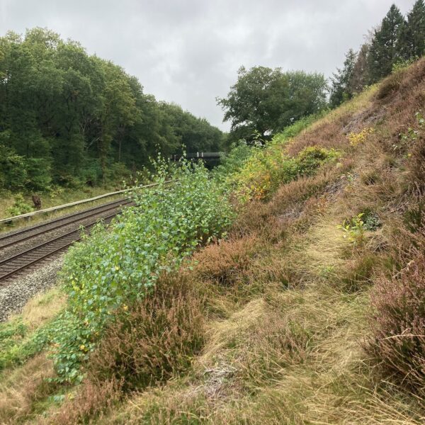 Hopen Bahnböschung 8.10.25 2 Hopen Bahnböschung 8.10.25 2