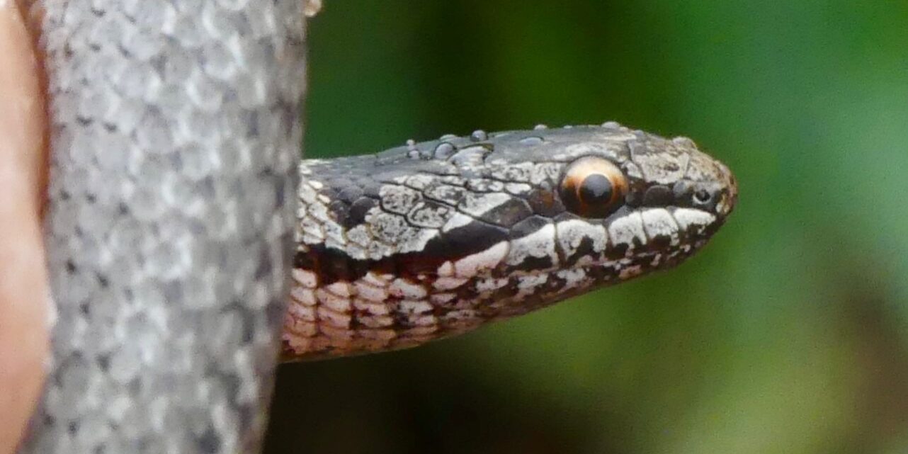 Hopen Bahnböschung 8.10.25 4
