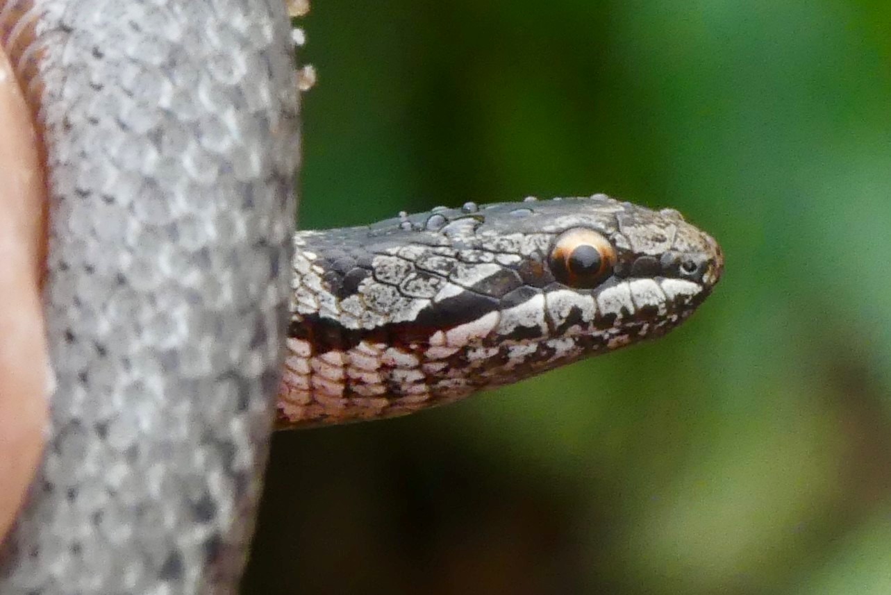 Gestern konnten wir im Rahmen einer Ortskontrolle an der Bahnböschung in Hopen/St. Michaelisdonn zusammen mit dem Reptilienexperten Christian Winkler erfreuliche Nachweise der Schlingnatter erbringen.