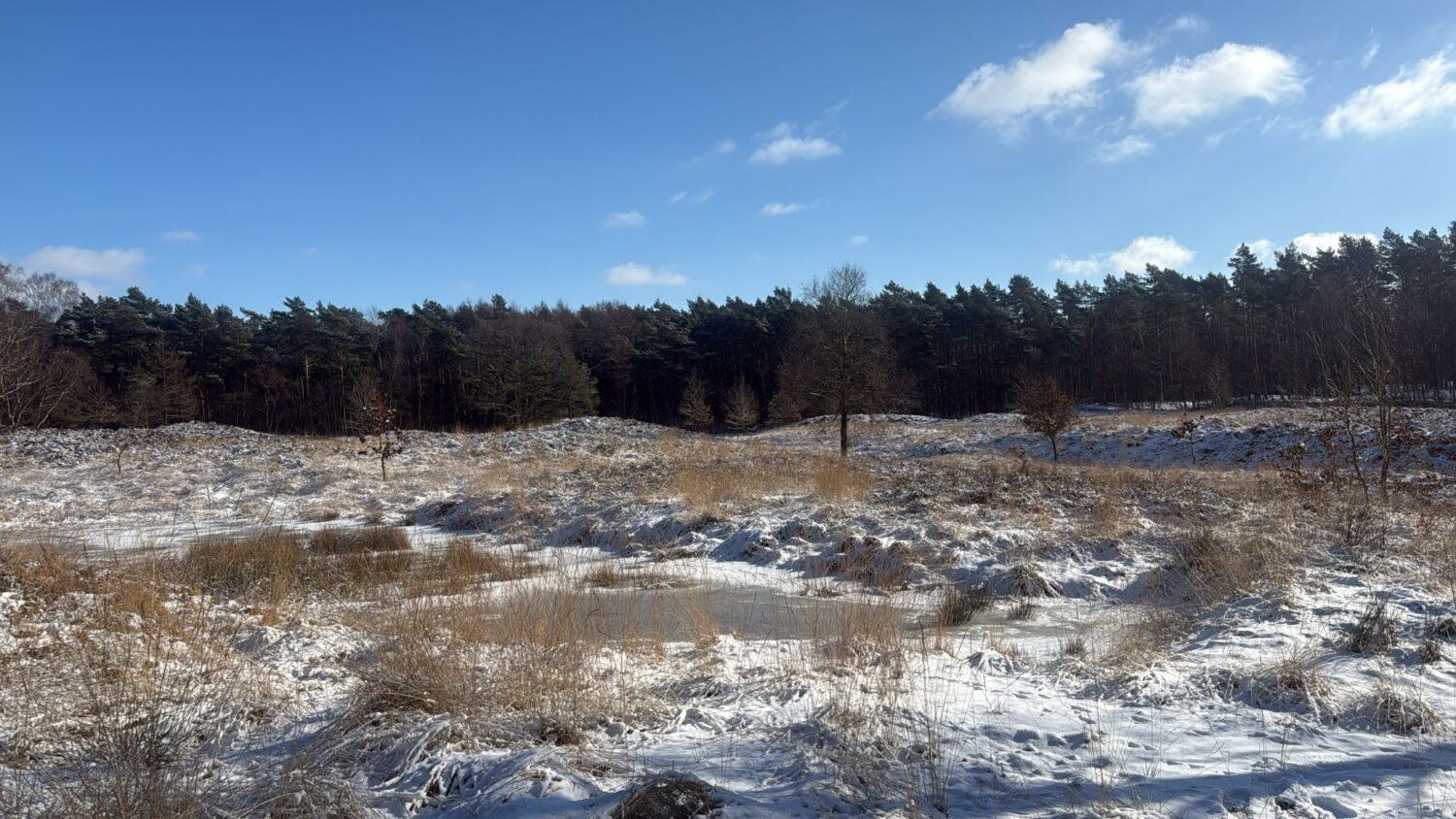 Bis Ende Februar sind Naturschutzmaßnahmen wie z.B. die Entbuschung (=Entkusselung) von Heideflächen möglich, dann beginnt die Brut- und Setzzeit. Das hieß Endspurt für die Arbeiten am Barlter Klev, Spiekerberg, Gudendorfer- und Jägersburger- sowie der Busenwurther Heide.
