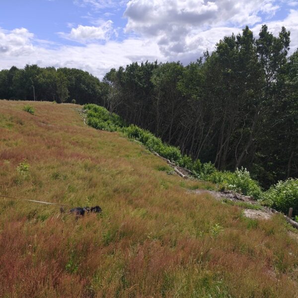 IMG 20260720 133416