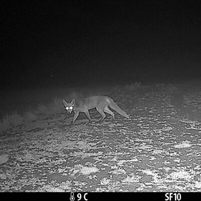 IMG 2511 Fuchs