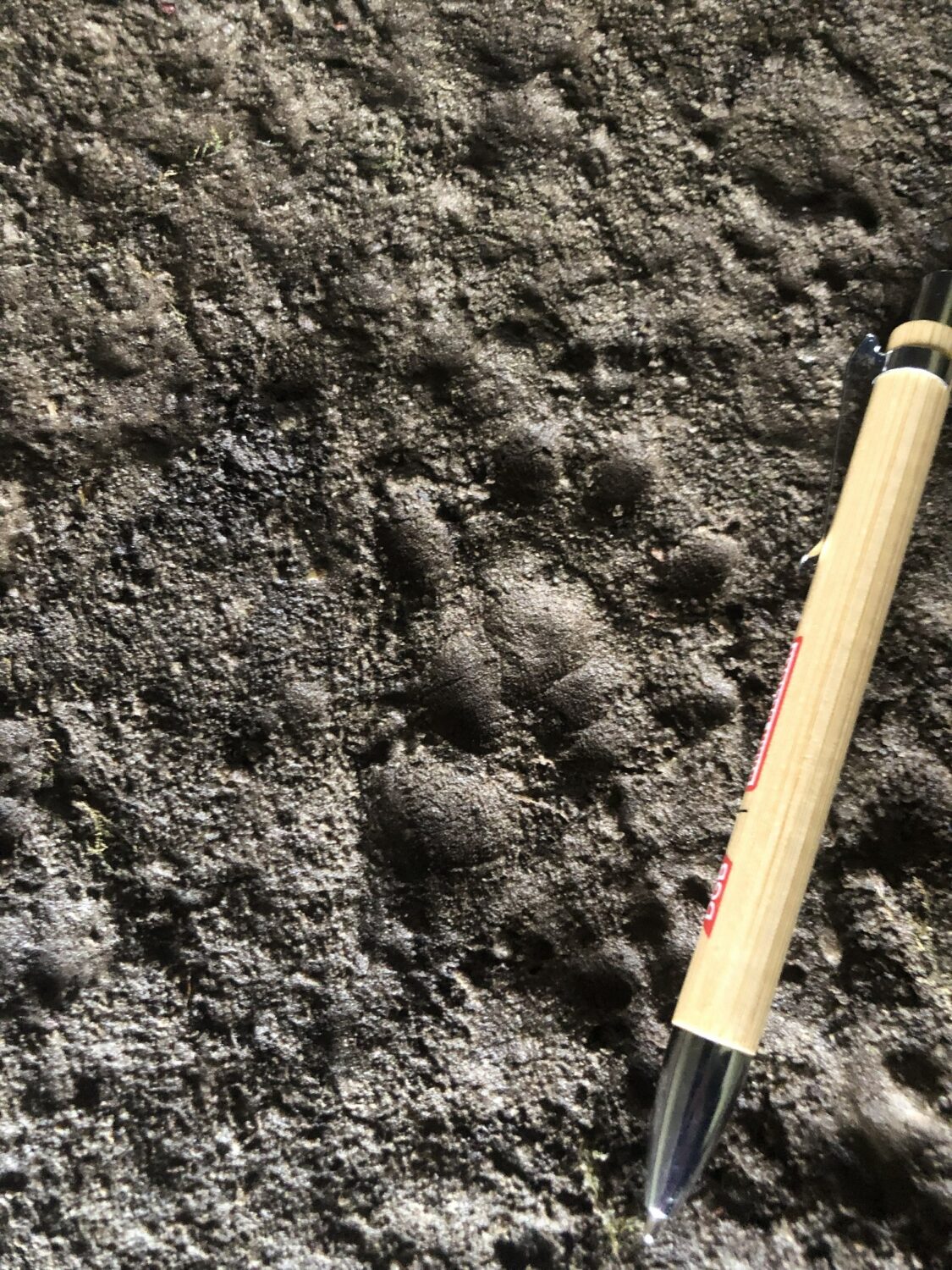 Der Fischotter ist eine der am stärksten bedrohten Säugetierarten Mitteleuropas. Kaum ein anderes Säugetier verbindet die Elemente Land und Wasser so perfekt wie er. Nachdem er fast vollständig aus Schleswig-Holstein verschwunden war, konnte er glücklicherweise seit 2016 in Dithmarschen wieder zahlreich nachgewiesen werden. Im Rahmen einer regelmäßigen Kartierung untersuchen wir die genaue Verbreitung des Fischotters, indem wir an vorgegebenen Punkten gezielt Brücken und Durchlässe sowie die umgebende Uferzone nach Hinweisen absuchen.