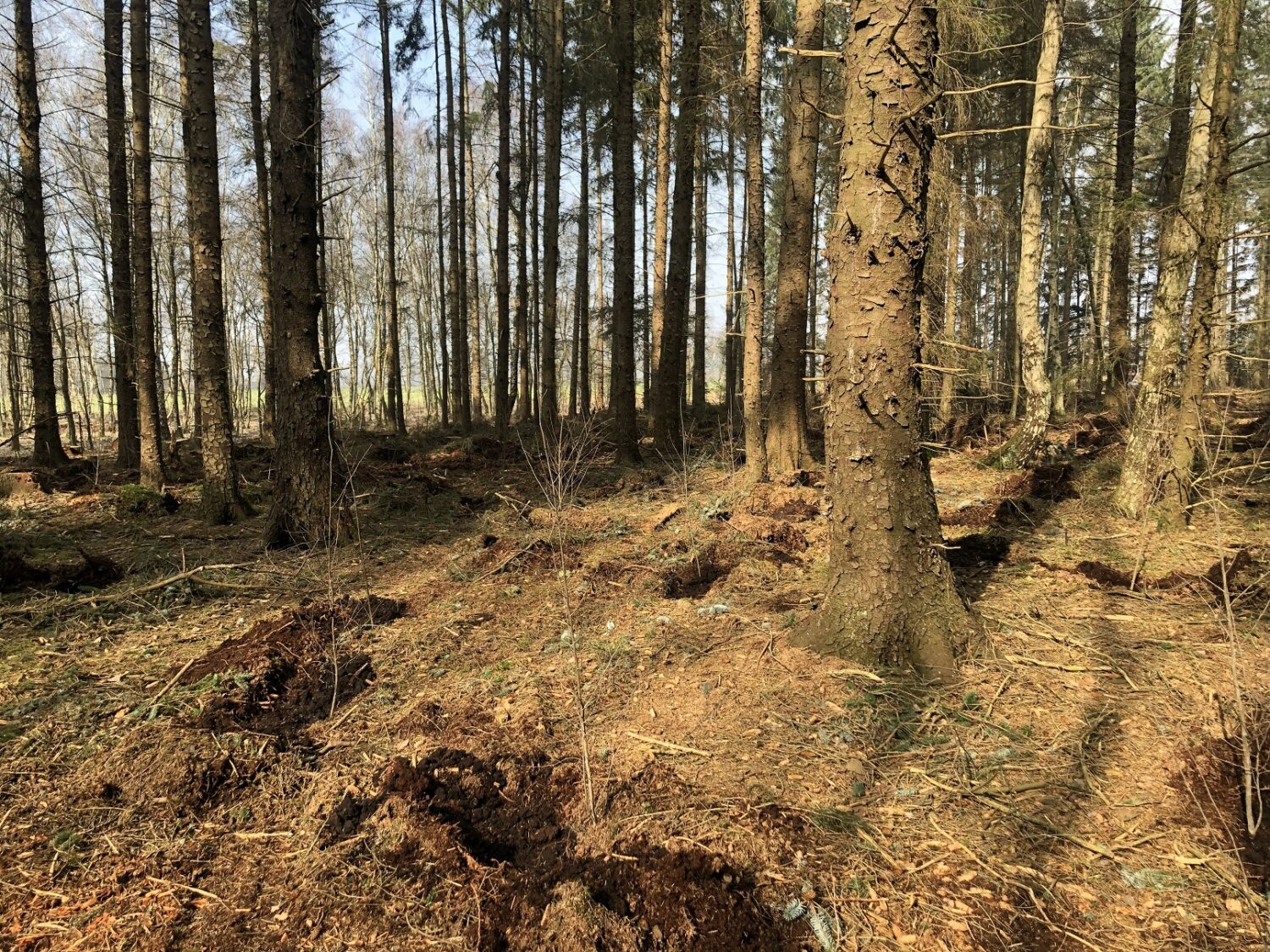 Ein wichtiges Zeichen für den Naturschutz: Auf einer 3 Hektar großen Fläche des Kreisforstes wird derzeit durch das Bündnis Naturschutz ein standortfremder Nadelholzbestand in einen gebietstypischen Laubwald umgebaut.