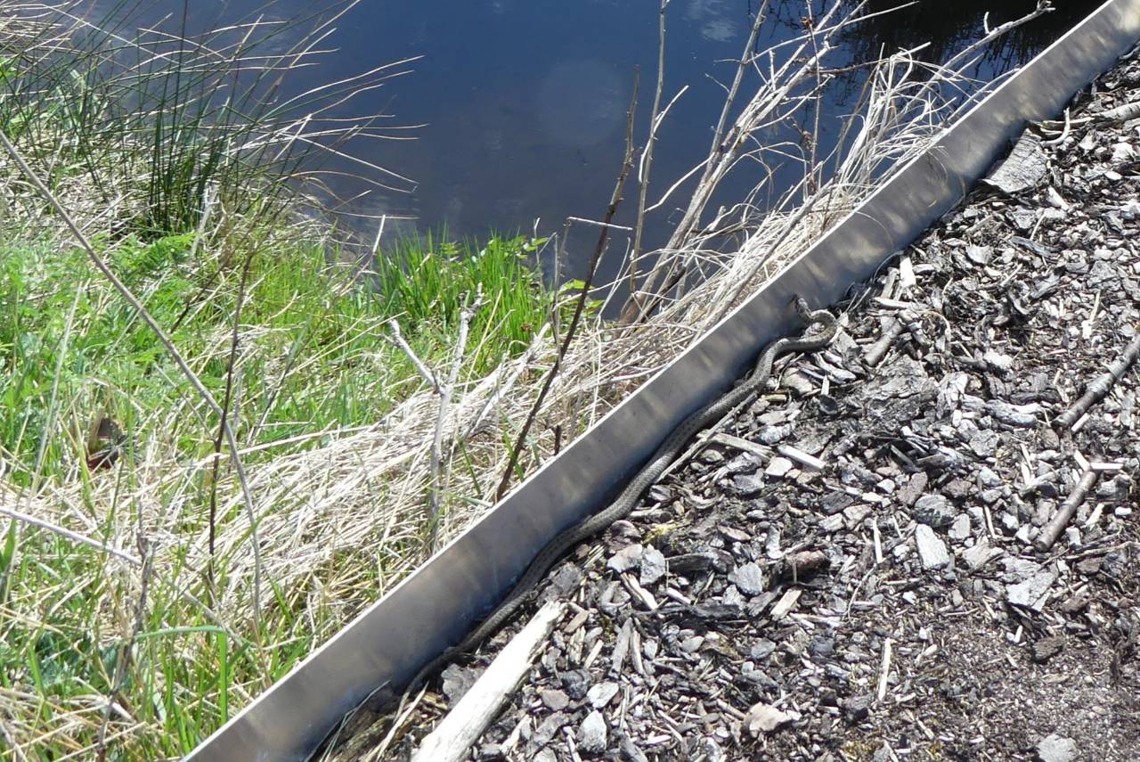 Ein bedeutender Erfolg für den lokalen Artenschutz: Die im März 2023 errichtete Querungshilfe über die Friedrichshöfer Au beim Spiekerberg wird von der Zielart angenommen. In der vergangenen Woche gelang unserem biologischen Baubegleiter Christian Winkler der erste dokumentierte Nachweis, dass ein Schlingnatter-Weibchen (Individuum „SMS67“) die Brücke vollständig von Osten nach Westen überquert hat.