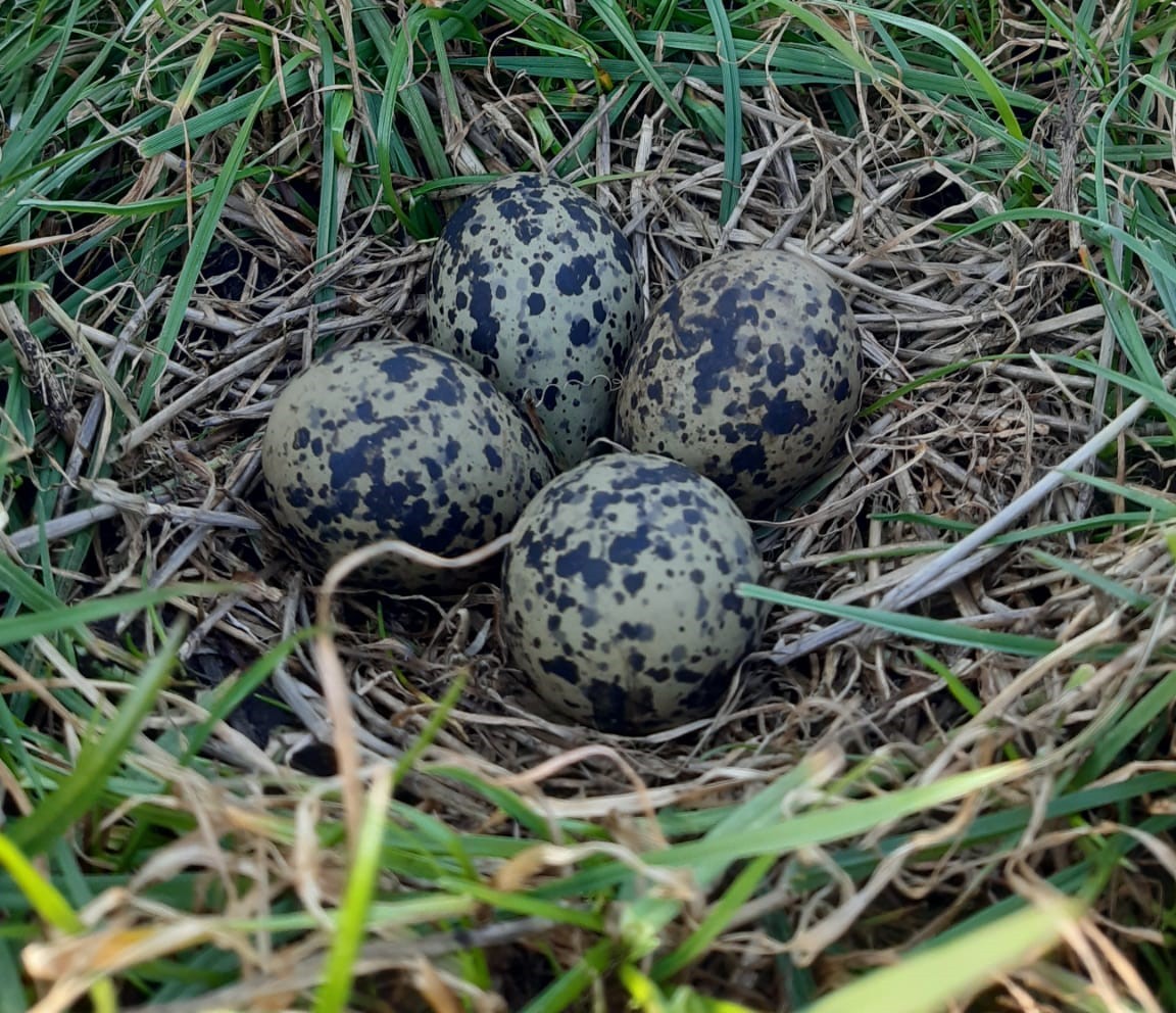 Mit dem Beginn der Brutsaison ist auch der Gemeinschaftliche Wiesenvogelschutz in der Miele und Windberger Niederung in das neue Jahr gestartet. Bereits jetzt konnten die ersten Kiebitznester gefunden werden.