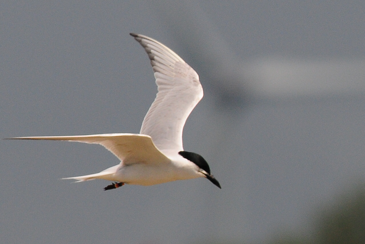 „Geweck – Geweck“ – dieser typische Ruf ist endlich wieder bei uns zu hören! Damit geben wir den offiziellen Startschuss für die Brutsaison 2026.
Pünktlich mit den ersten Heimkehrern sind auch wir vor Ort.