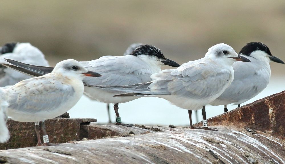 Seit vielen Jahren verfolgen wir, dass der größte Teil der Lachseeschwalben aus Neufelderkoog mit ihren Jungvögeln in Richtung Groningen abfliegt, sobald die Küken dazu in der Lage sind. Dort verweilen sie für eine Zeitspanne zwischen ein und vier Wochen und nutzen das reichliche Angebot an Großinsekten, vor allem das Grüne Heupferd und Libellen, aber auch Frösche aus den vielen Gräben.