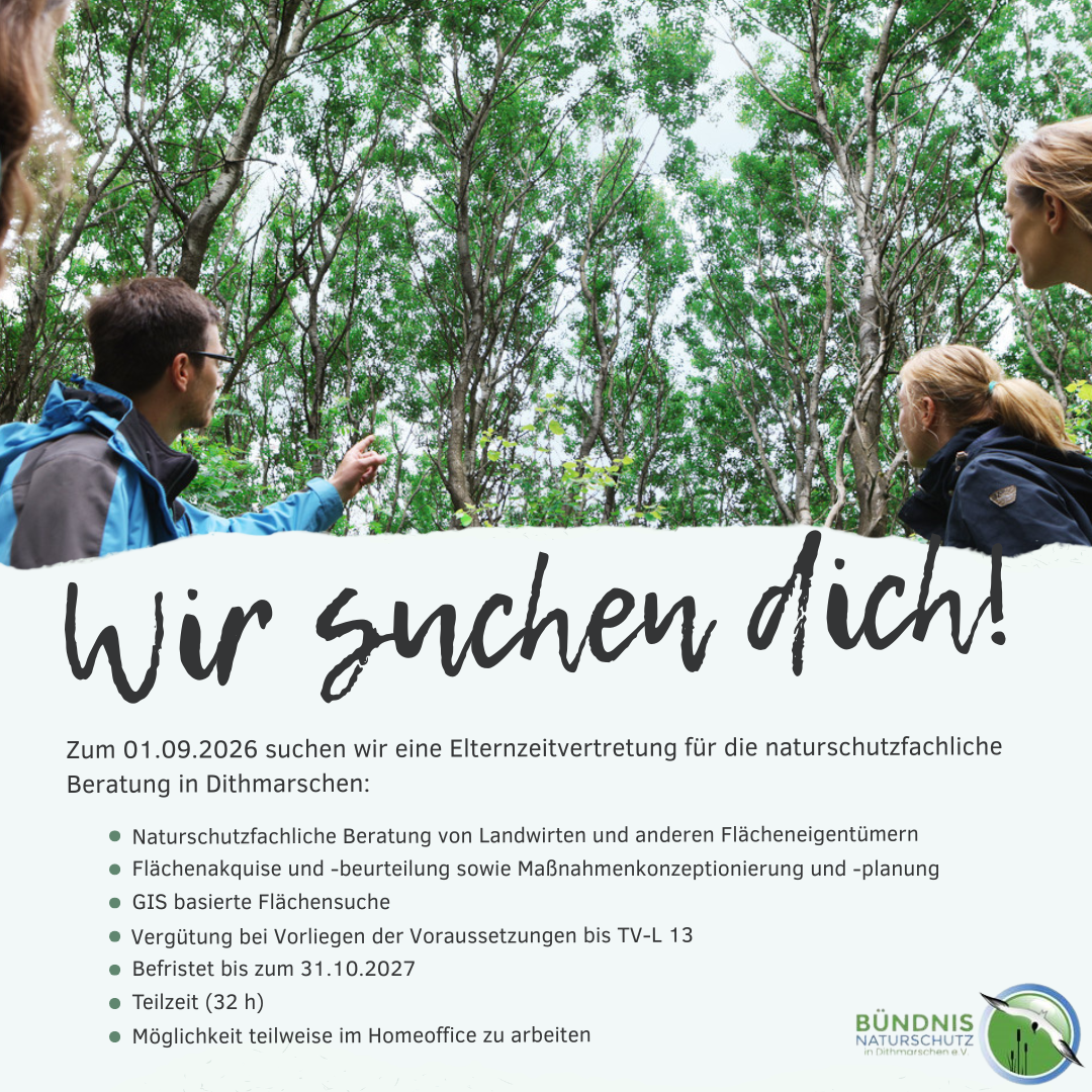 Mitarbeiter/in (m/w/d) naturschutzfachliche Beratung
Elternzeitvertretung | Teilzeit (32 Std.) | befristet bis 31.10.2027
Hemmingstedt | Start: 01.09.2026
Der Bündnis Naturschutz in Dithmarschen e.V. sucht Verstärkung für die naturschutzfachliche Beratung, Planung und Umsetzung von Maßnahmen im Kreis Dithmarschen.