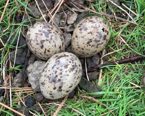 Tag Vor Schlupf Nest 17 N.Hoffmann