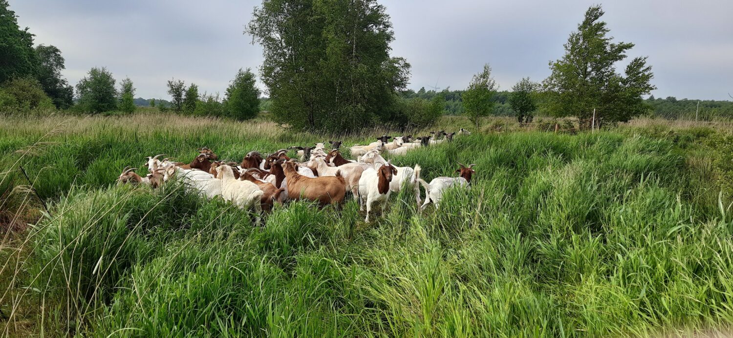 Sie sind wieder in den Randbereichen des FFH-Gebietes Weißes Moor im Einsatz: eine kombinierte Schaf- und Burenziegenherde. Als Pilotprojekt testen wir im dritten Jahr diese Art der kombinierten Beweidung für stark verdistelte Grünlandflächen (hier einen angelegten Wall zur Wasserhaltung), um hieraus Erkenntnisse und ein geeignetes Managementkonzept abzuleiten, welche man auf andere Gebiete übertragen könnte.