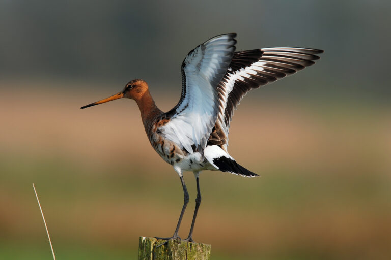 Uferschnepfe Flügel Ausgebreitet