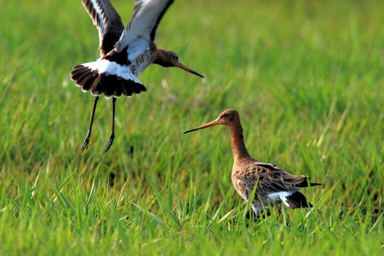 UferschnepfenpaarWebsite