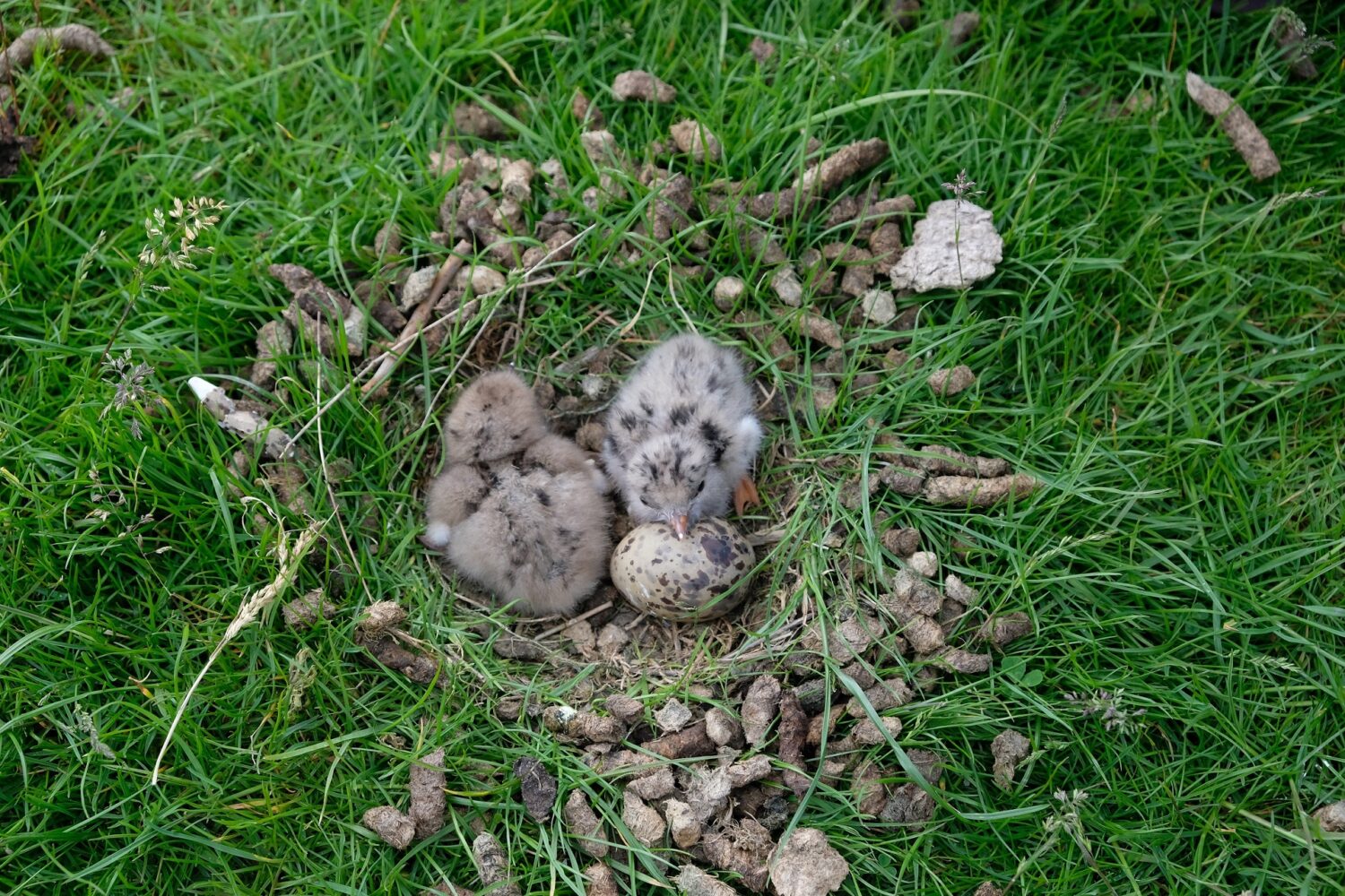 Am 27.  Mai ist das erste Lachseeschwalbenküken dieser Saison im Neufelderkoog geschlüpft. Es kommt aus dem Nest mit der Nummer 17, ist vital und wird gut gefüttert. Für die Betreuenden bedeutet dies, dass die letzten Handgriffe am Krötenzaun durchgeführt und die letzte Folie gespannt werden muss.