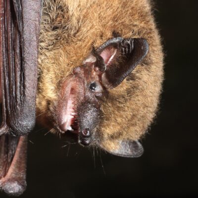 Zwergfledermaus Red Zwergfledermaus Red