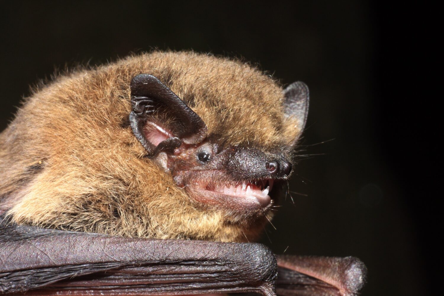 In der Ortschaft Burg wurden zwei ehemalige Trafostationen – eine in der Großen Bergstraße, eine im Paradiestal – erneut nachhaltig für den Natur- und Artenschutz weiterentwickelt. Die Gebäude stehen im Gemeindeeigentum und wurden bereits 2008 und 2015 mit hohem ehrenamtlichem Engagement saniert und mit ersten Quartieren für Fledermäuse und Nisthilfen für Vögel ausgestattet.