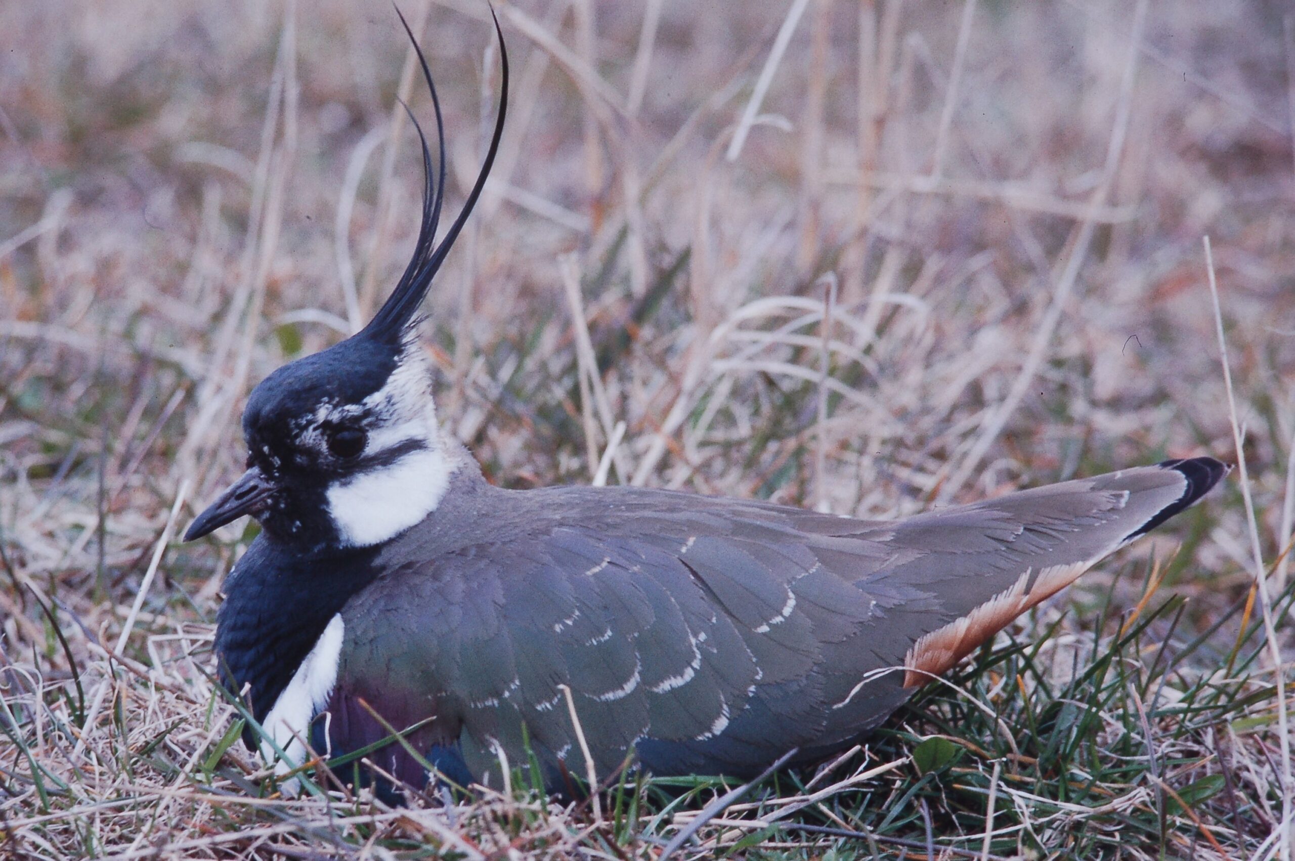 Brütender Kieitz3 Website Brütender Kieitz3 Website