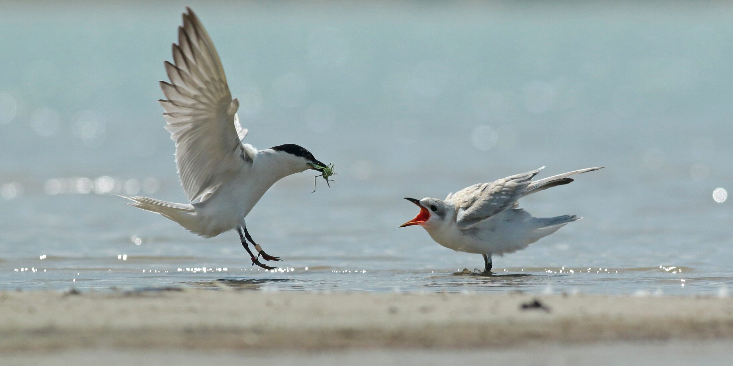 Merged Red And White Rings WRYY E2 62ed60ff7c