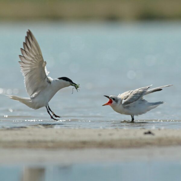 Merged Red And White Rings WRYY E2 62ed60ff7c