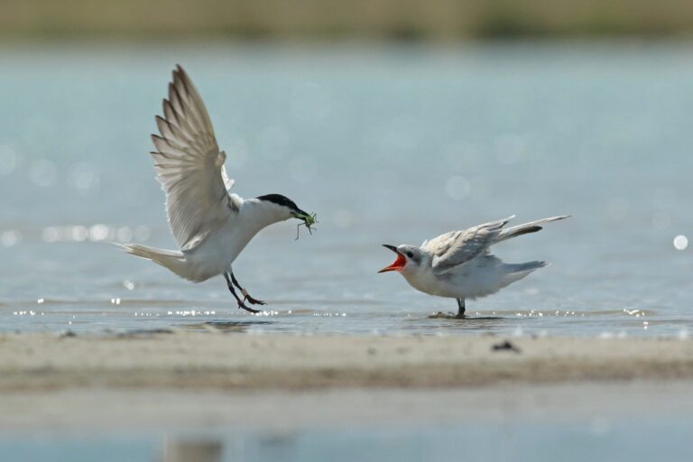 Merged Red And White Rings WRYY E2 62ed60ff7c