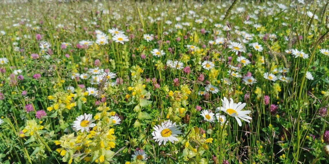 Neue Wiesen Fuer Wildbienen Und Schmetterlinge 01